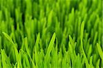 Close up of green grass on summer day