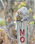A gray squirrel perched on a post.