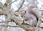 A gray squirrel perched in a tree.