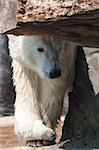 Funny polar bear in zoo