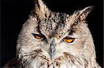 Royal owl: complete classification Bubo Bubo - Aves - Neognata - Strigiformes - Striginae