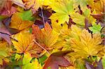 Many leaves on the ground in an autumn wood