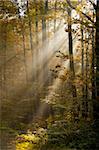 sunbeams filtered through leaves