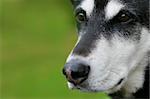 An alert black and white dog against a green background, in a horizontal colour photograph.