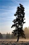Lone spruce standing in the cold autumn fog blow