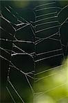 Detailed look at the spider web with a green background