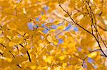 Autumn landscape forest yellow aspen trees birches