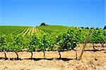 Hill Of Tuscany With Vineyard In The Chianti Region