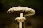 Detail of a parasol mushroom in the forest.