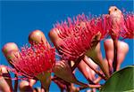 red flowers of eucalyptus summer red australian native hybrid eucalypt plant over blue sky