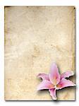 pink lily flower old brown grunge paper