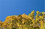 Yellow maple leaves against clear blue sky