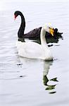 Black and white swan in the pond. Focus on a black swan