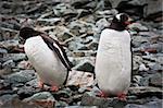 two identical penguins resting on the stony coast of Antarctica