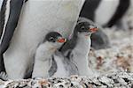 Gentoo Penguins chiks on the nest       (C)2008 Vladimir Seliverstov