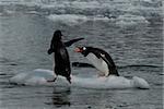 Gentoo penguins fights on the ice in Anarctica