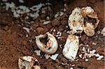 Crocodille Eggs - Agu River in Uganda - The Pearl of Africa