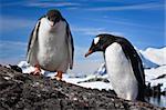 two penguins resting on the stony coast of Antarctica