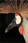 Crested / Crowned Crane - The National Bird of Uganda