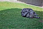 the couple of chimpanzee,  lying on the grass
