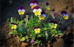 small pansy flowers - viola tricolor close-up