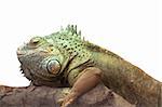 Iguana closeup side view isolated on white background,