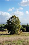 portugal forest nature trees green woods landscape