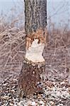 The trunk of a tree that has been gnawed by a beaver.