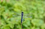 A deep blue dragonfly rests on a twig in front of a green out of focus background.