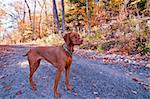 A Vizlsa dog stands on a gravel road in autumn.