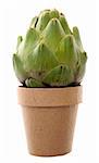 Artichoke in a Pot Isolated on White with a Clipping Path