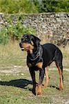 portrait of a beautiful purebred rottweiler in a field