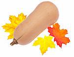 Butternut Squash is a Healthy Fall Vegetable.  Isolated on White with a Clipping Path.