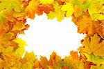 Frame with colored autumn maple leaves - white background