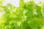 fresh green lettuce