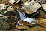 Small rocky rapids at the forest creek