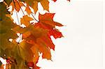 Maple leaves gradation from green to orange
