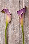 Purple Calla Lily on a Rustic Old Piece of Wood.