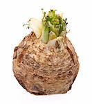 Celery Root Isolated on White.