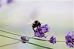 Bumblebee collecting nectar from purple french lavender