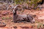 Desert Big Horn Ram Sheep in Zion National Park