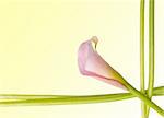 Radiant Pink Calla Lily Border Image with Stems and Flower.