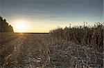Indian summer with the sunset in a corn field