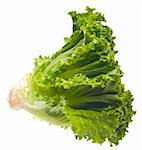 Fresh Lettuce Isolated on White with a Clipping Path.