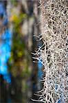 Spanish moss in its natural setting with focus on the foreground of the image.