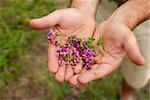 wild thyme flowers in male hands closeup