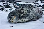 The grey seal has a rest on stones in Antarctica