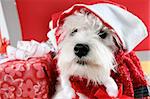 White puppy dressed in santa claus costume.