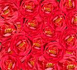 beautiful floral red rose flower background , red roses with yellow stamens wallpaper