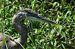Great blue heron wades in the marshes of the everglades